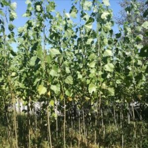 Sadnice kanadske topole