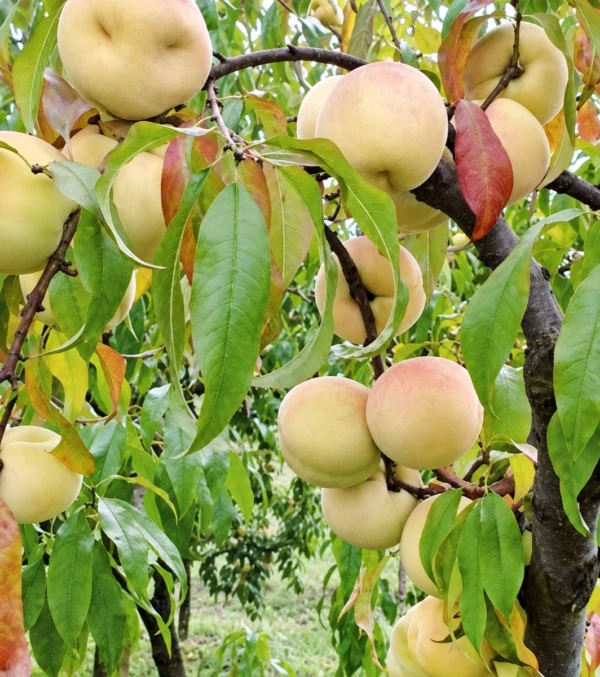Sadnica vinogradarske breskve
