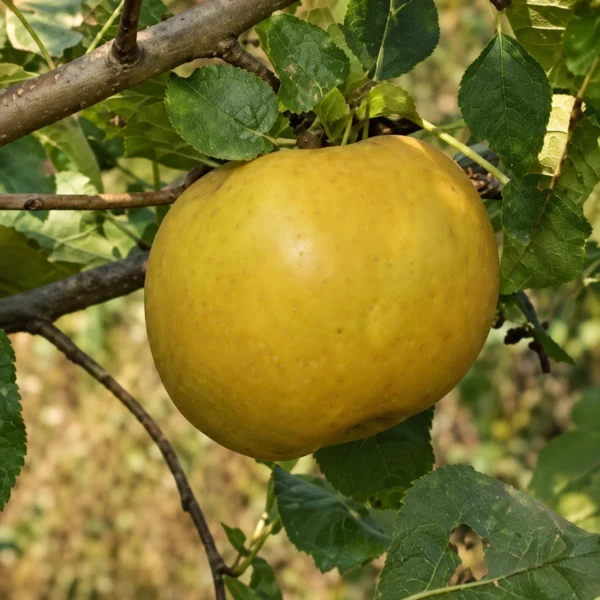 Sadnica jabuke Kožara