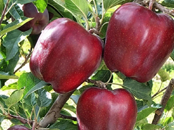 Sadnica jabuke Red čif