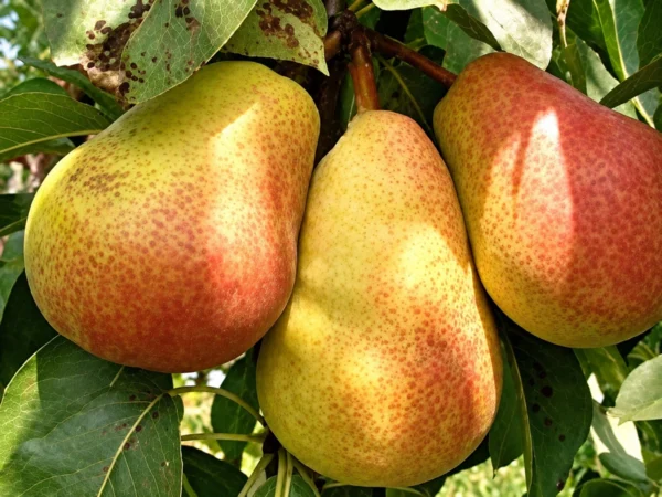 Sadnica kruške Butira