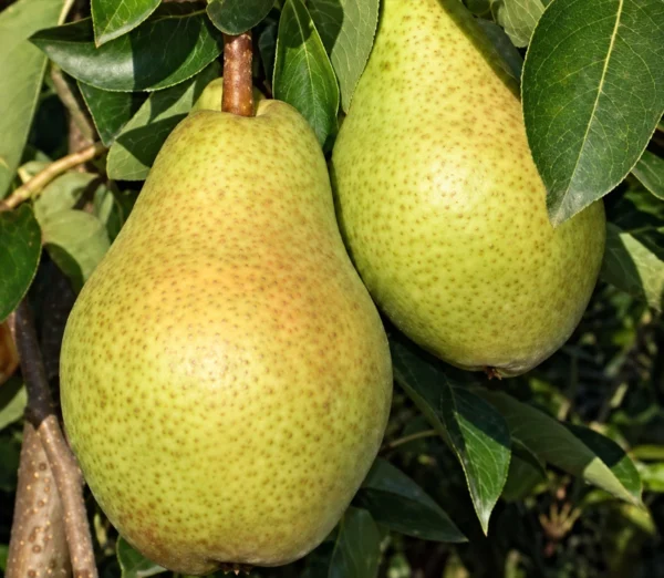 Sadnica kruške Vodenjak