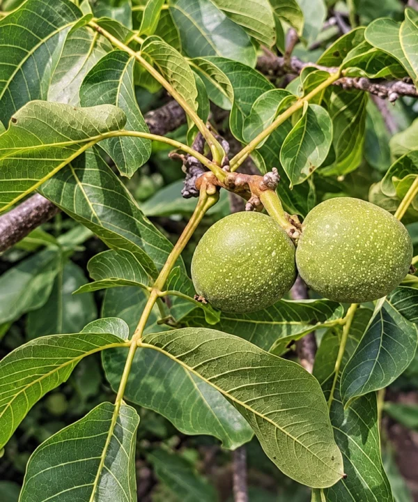 Sadnica oraha Rasna