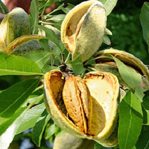 Sadnice badema- Markoni