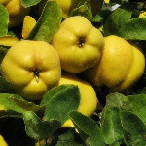 Sadnice dunja - Leskovačka