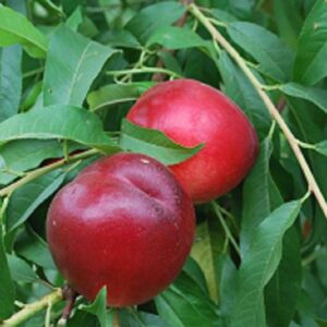 Sadnice nektarina - Caldesi