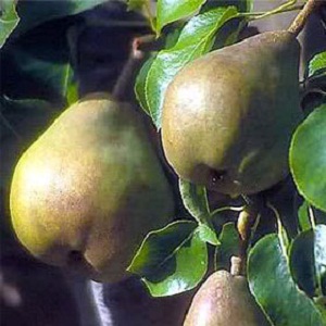 Sadnice krušaka - Karamanka