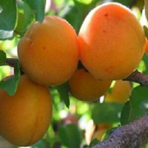 Sadnica kajsije-Novosadska rana