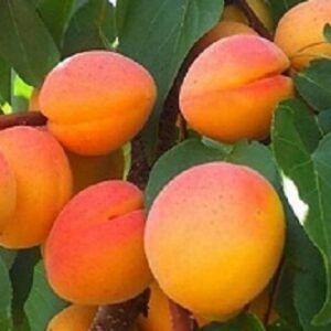 Sadnica kajsije-Novosadska rodna