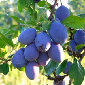 Sadnice šljiva-Stenlej