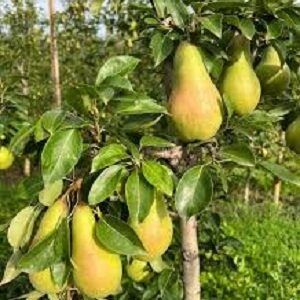 Sadnice krušaka -Abate Fetel