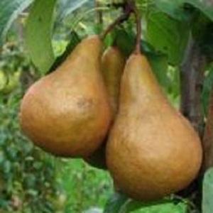 Sadnice krušaka - Arapka