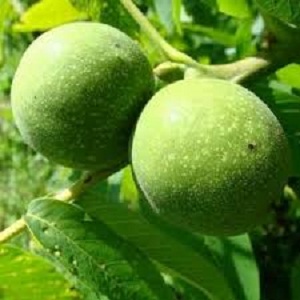 Sadnice oraha - Čendler