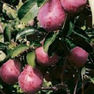 Sadnice krušaka - Crvena Viljamovka