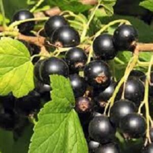 Sadnice ribizle - Crna ribizla