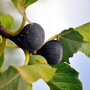 Sadnice smokve - Crna smokva