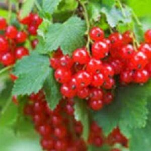 Sadnice ribizle - Crvena ribizla