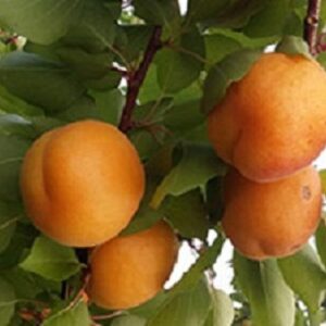 Sadnica kajsije - Dm1