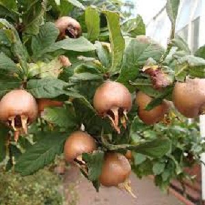 Sadnice mušmula -Domaća