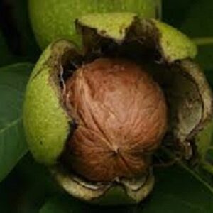 Sadnice oraha - Domaći orah