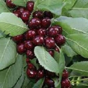 Sadnice trešanja- Burlat