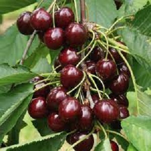 Sadnice trešanja - Sunburst