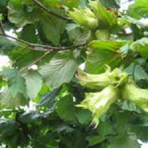 Sadnice lešnika - Istarski dugi