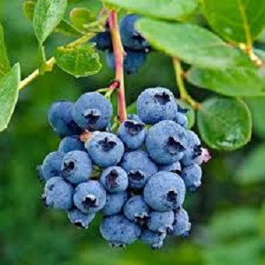 Sadnice borovnice - Duke