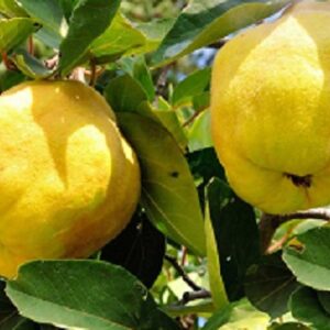 Sadnice dunja - Trijumf