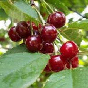 Sadnice višanja - Erdi Buterna