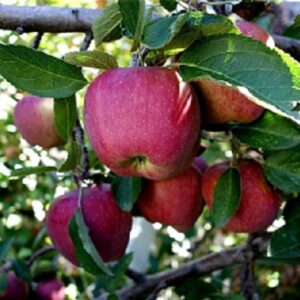 Sadnice jabuka -Fudži