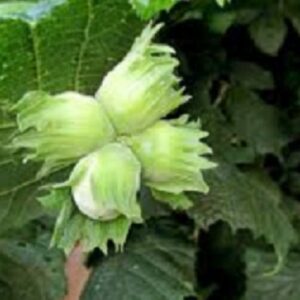 Sadnice lešnika - Halski  džin