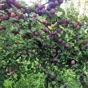 Sadnice šljiva - Crvena Ranka