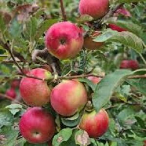 Sadnice jabuka -Jonagold