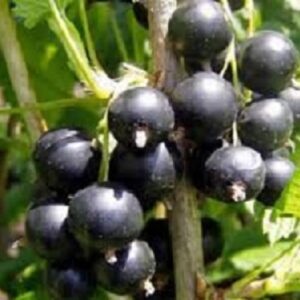 Sadnice ribizle - Josta