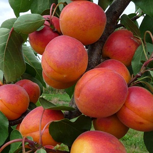 Sadnica kajsije - Kečkemetska ruža