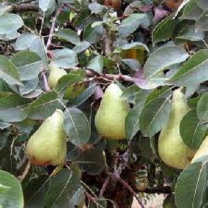 Sadnice krušaka - Kaludjerka