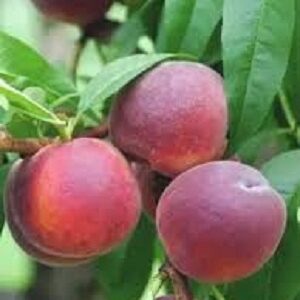 Sadnice breskva-Kardinal