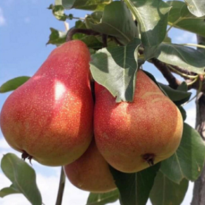 Sadnice krušaka - Karmen