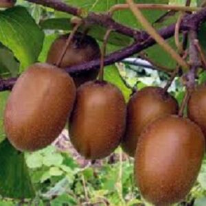 Sadnice kivija - Hayward 2+1