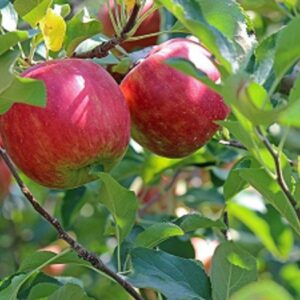 Sadnice jabuka- Kolačara