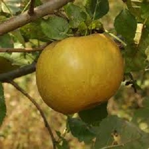 Sadnice jabuka-Kožara