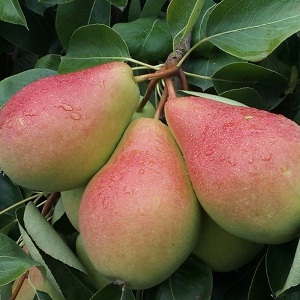 Sadnice krušaka - Santa Marija