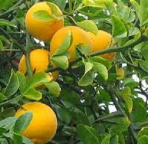 Sadnice Sibirskog limuna