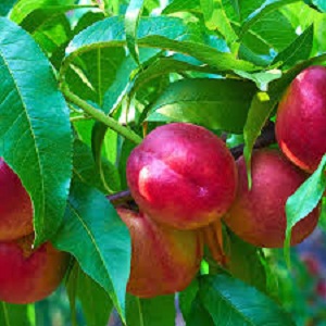 Sadnice nektarina - Maria Lucia