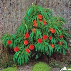 Mini sadnice - Mini sadnice breskve