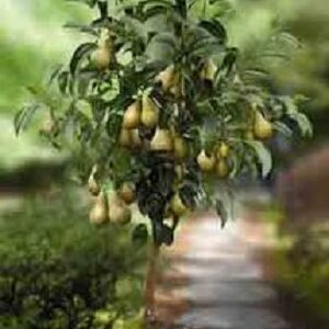 Mini sadnice - Mini sadnice kruške