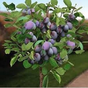 Mini sadnice - Mini sadnice šljive