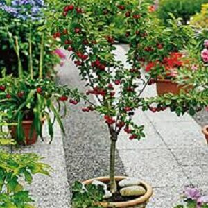 Mini sadnice - Mini sadnice višnje