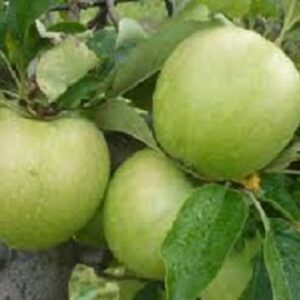 Sadnice jabuke -Mucu